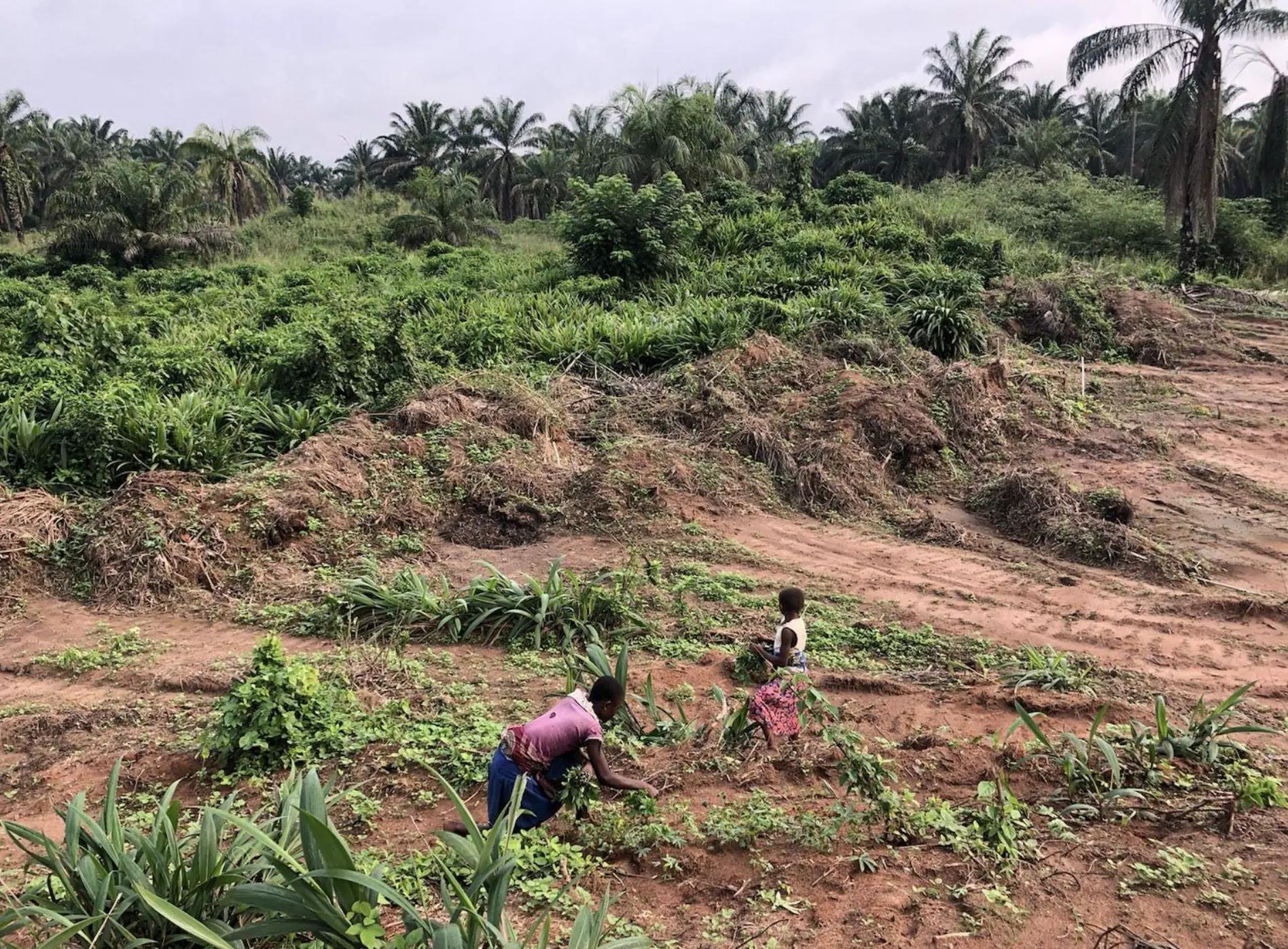 Two girls picking cassava leaves at the PHC waste disposal dump.