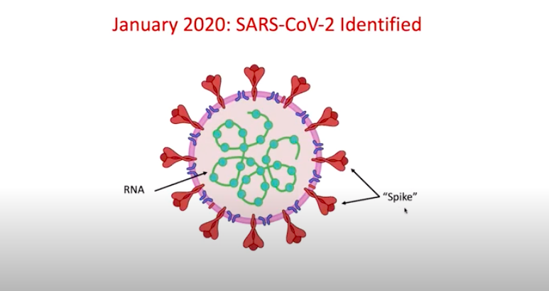 A pink circle surrounds green lines labeled "mRNA" and is covered in red spikes labeled "Spikes"