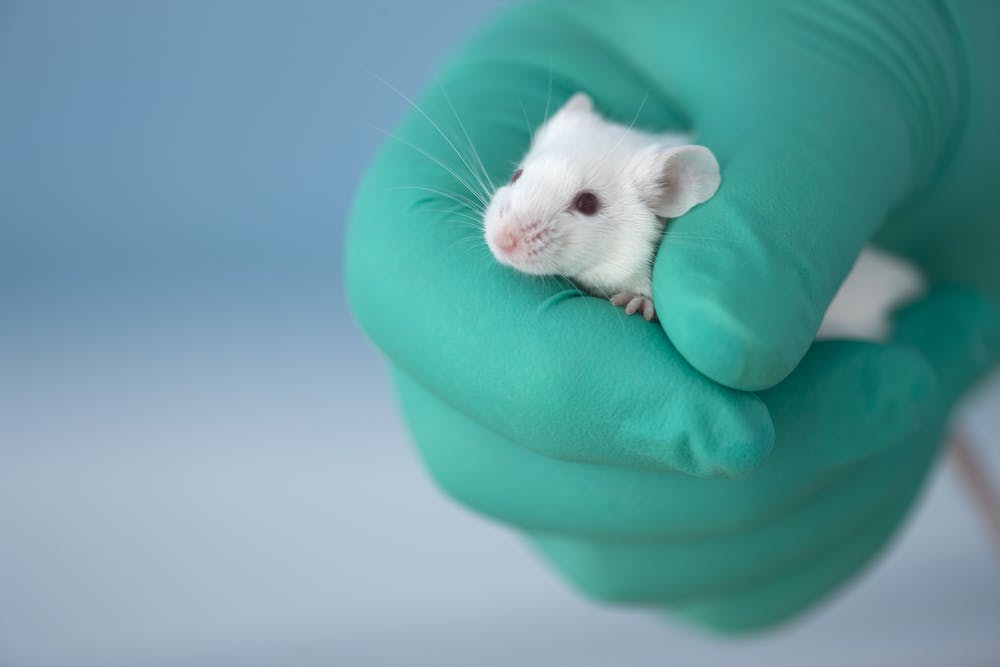 A close of up a gloved hand holding a mouse
