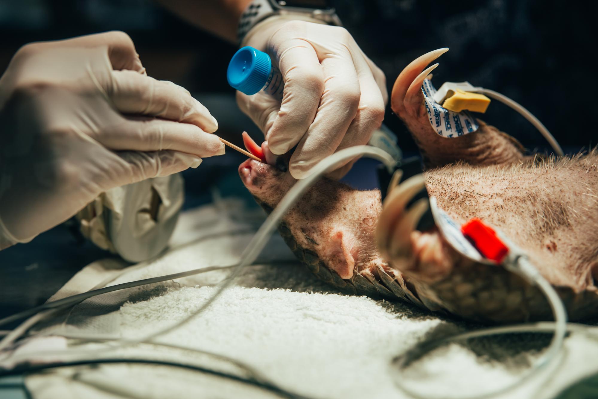 A rescued pangolin is examined by a vet at the Taipei Zoo, which is known for their global-standard expertise in pangolin conservation. Photo: Tsai Yao-Cheng (蔡耀徵)/The Reporter