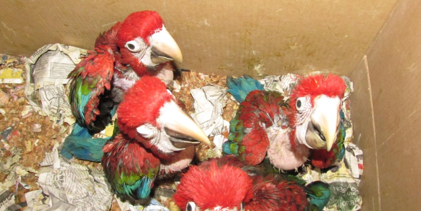 Four debilitated red macaws in a cardboard box