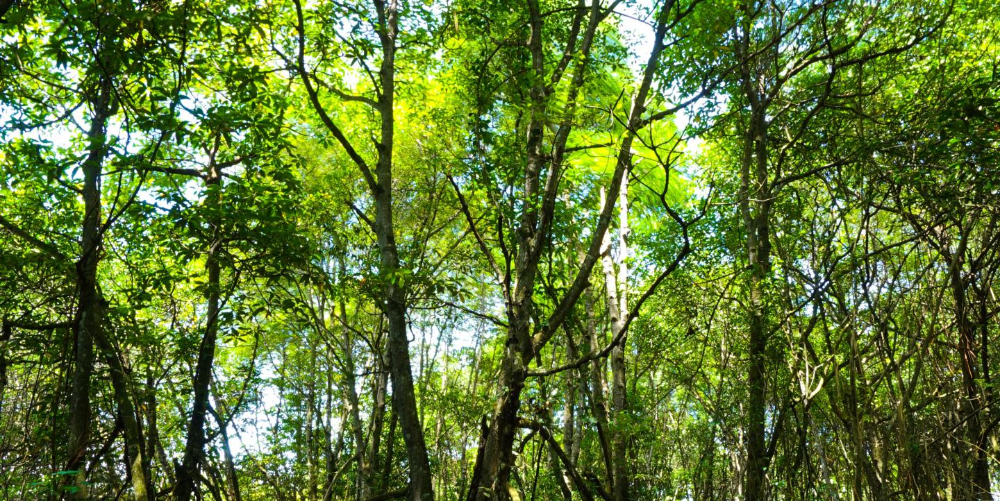 Mangrove forest in Indonesia.