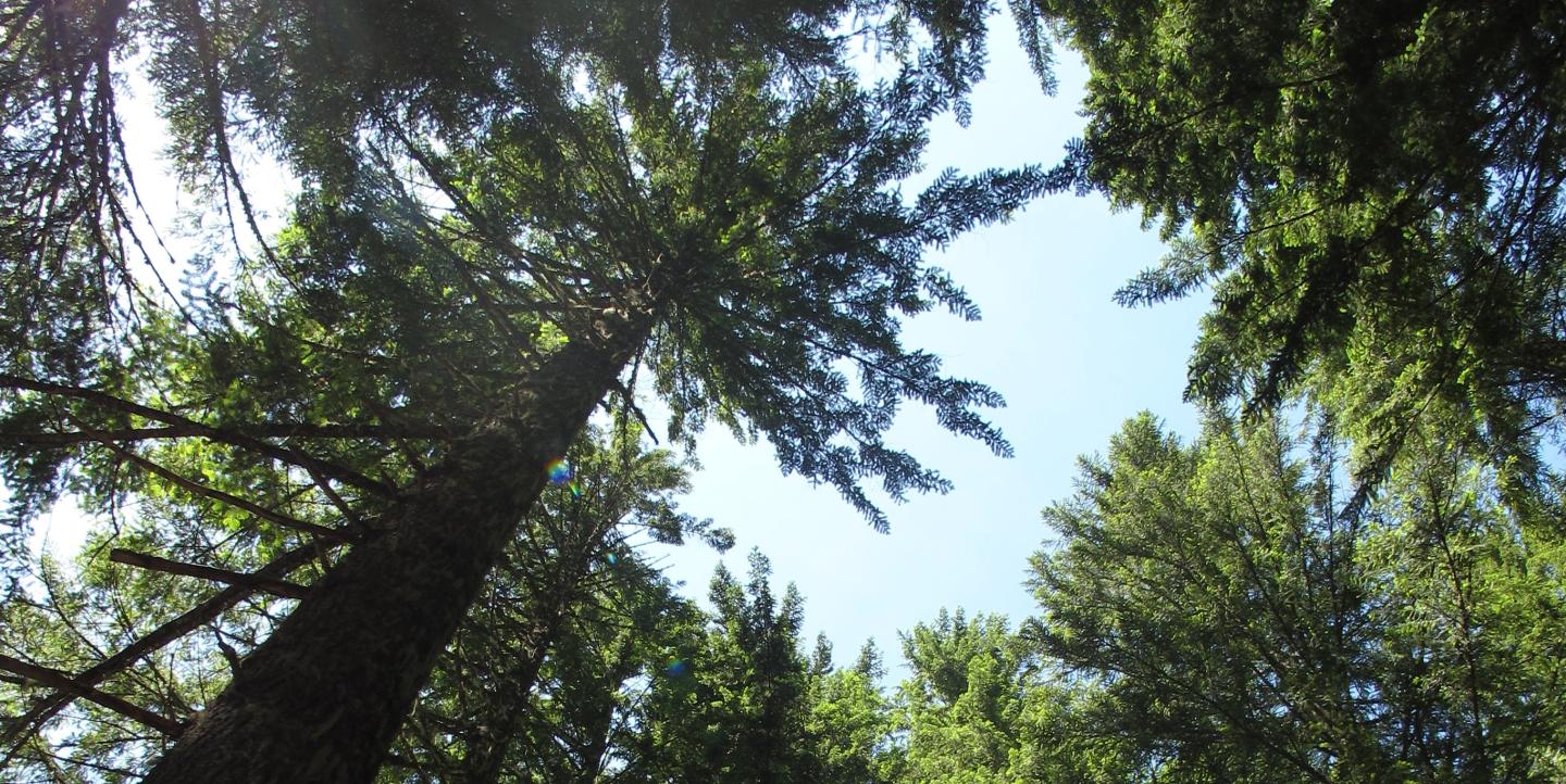 green trees blowing in the wind