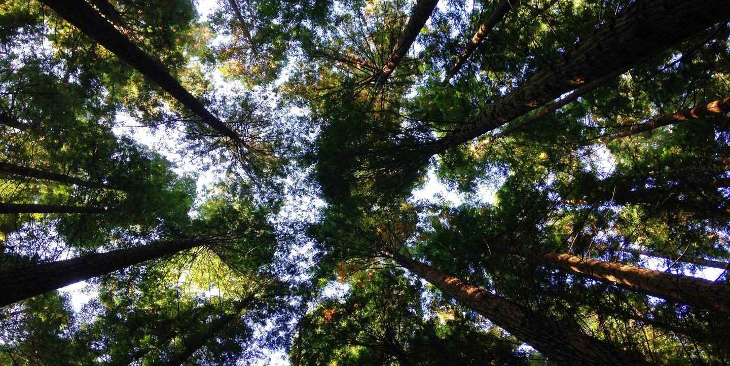 Looking up at trees