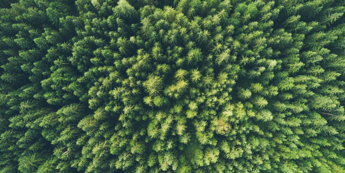 Une forêt d'arbres, vue aérienne
