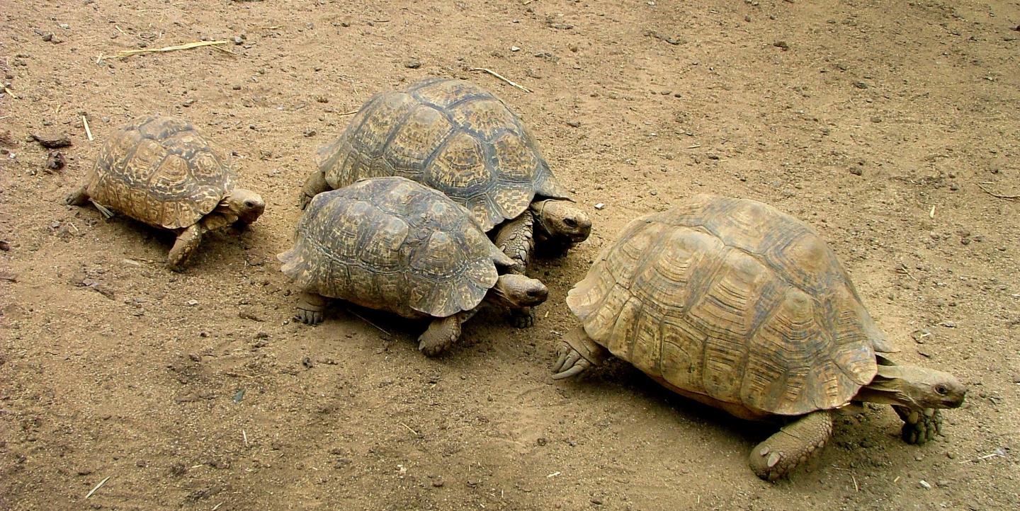 quatro tartarugas caminhando