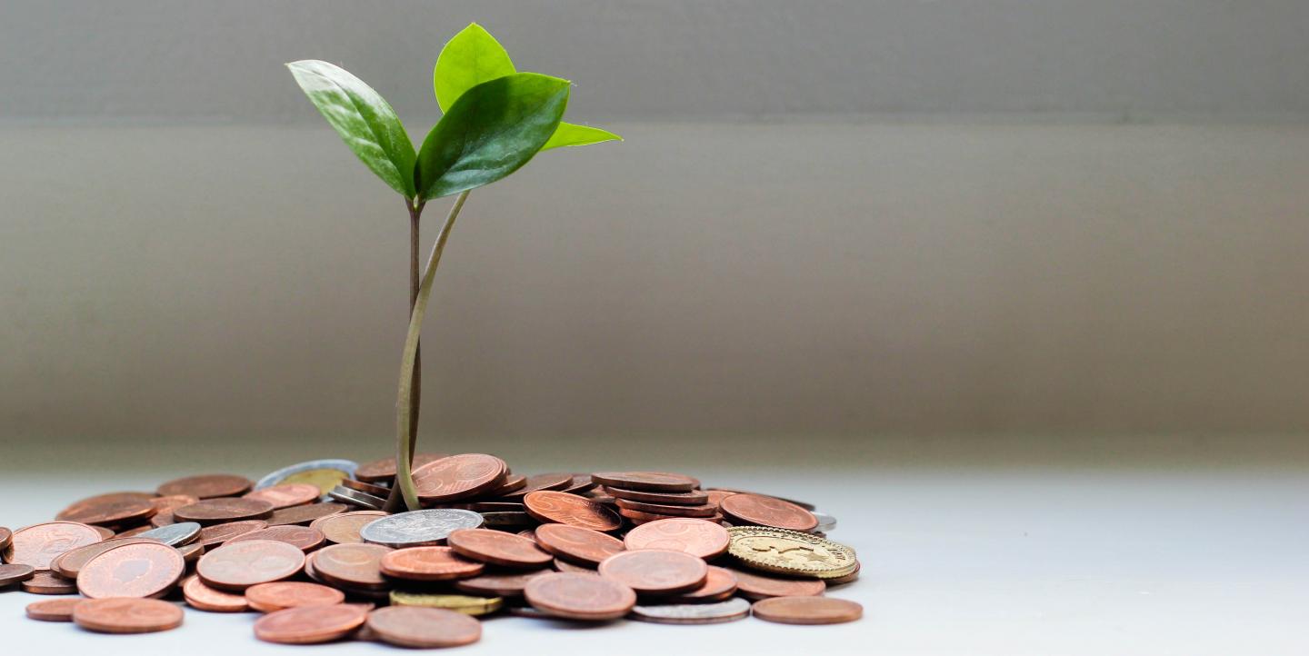 Photo of a plant growing from a pile of coins.