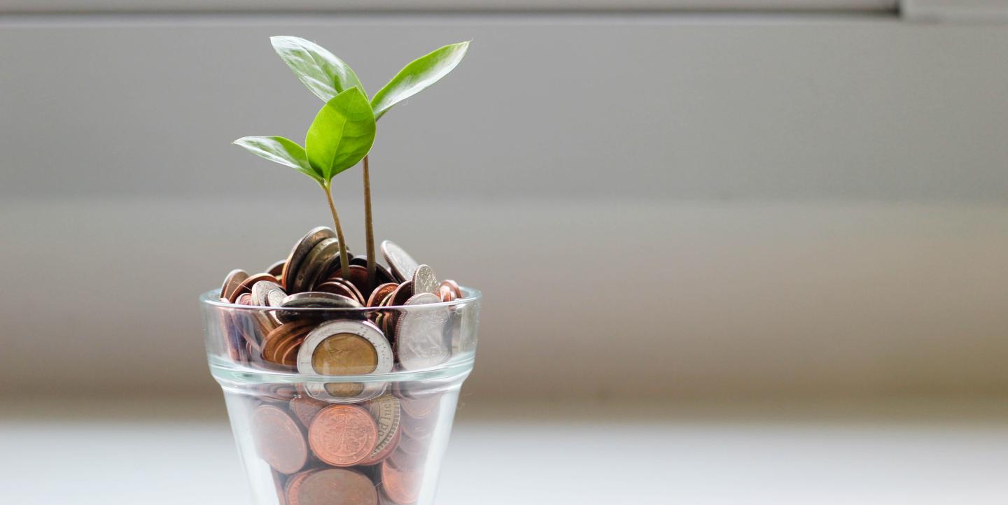 Photo of a plant growing from money
