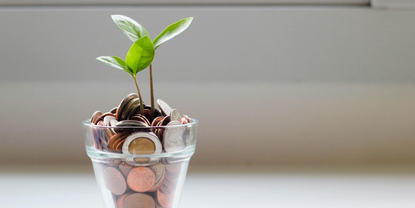 Money Photo of a plant growing from money