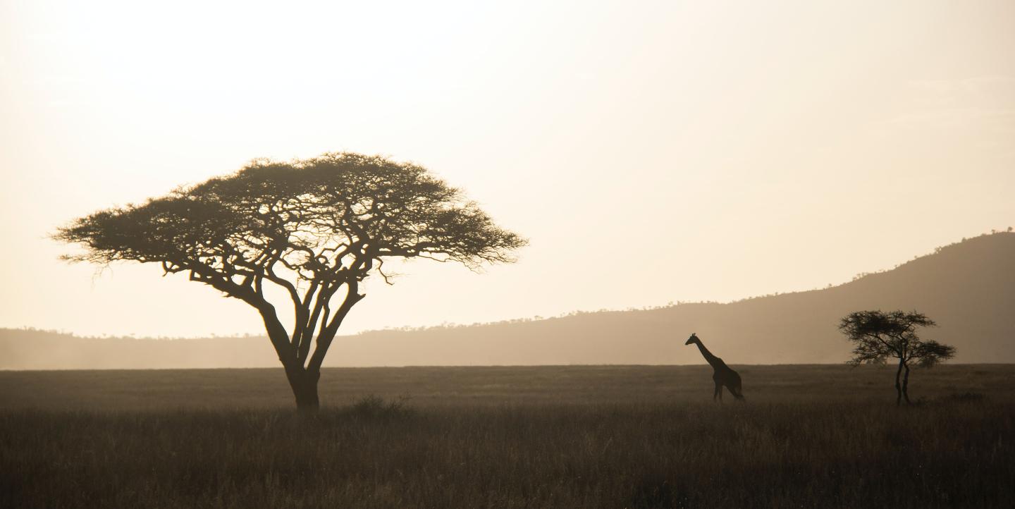 Une vue, Tanzanie
