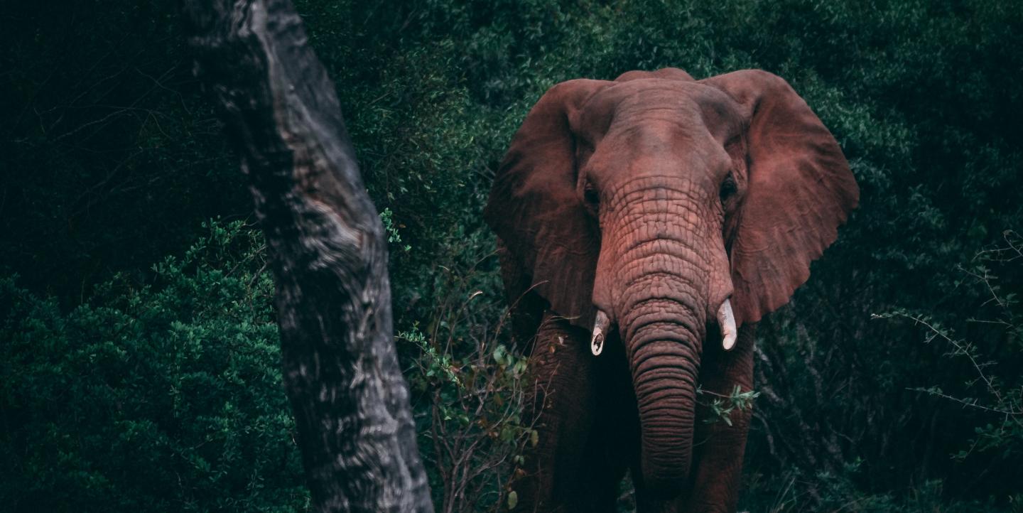 Un elefante junto a un tronco en la selva. 
