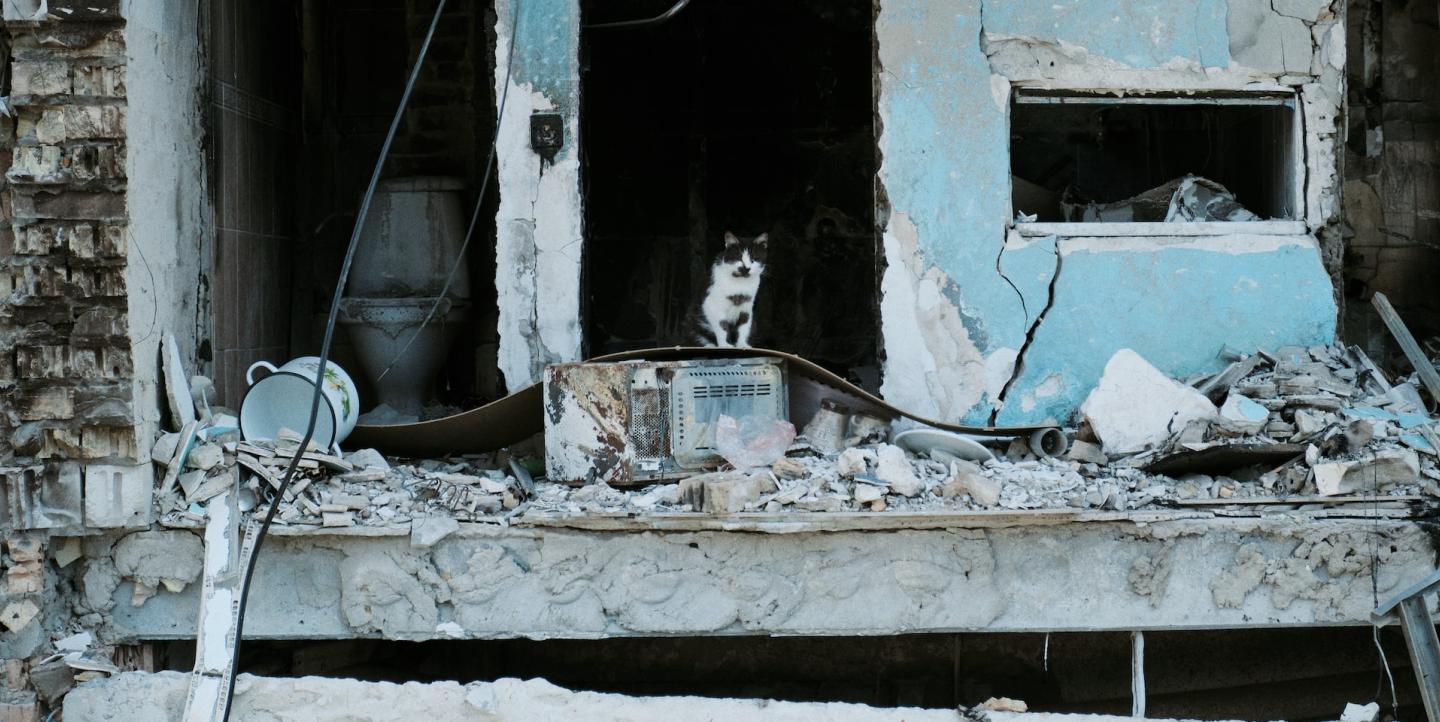 Кошка сидит на развалинах дома, разрушенного российской армией