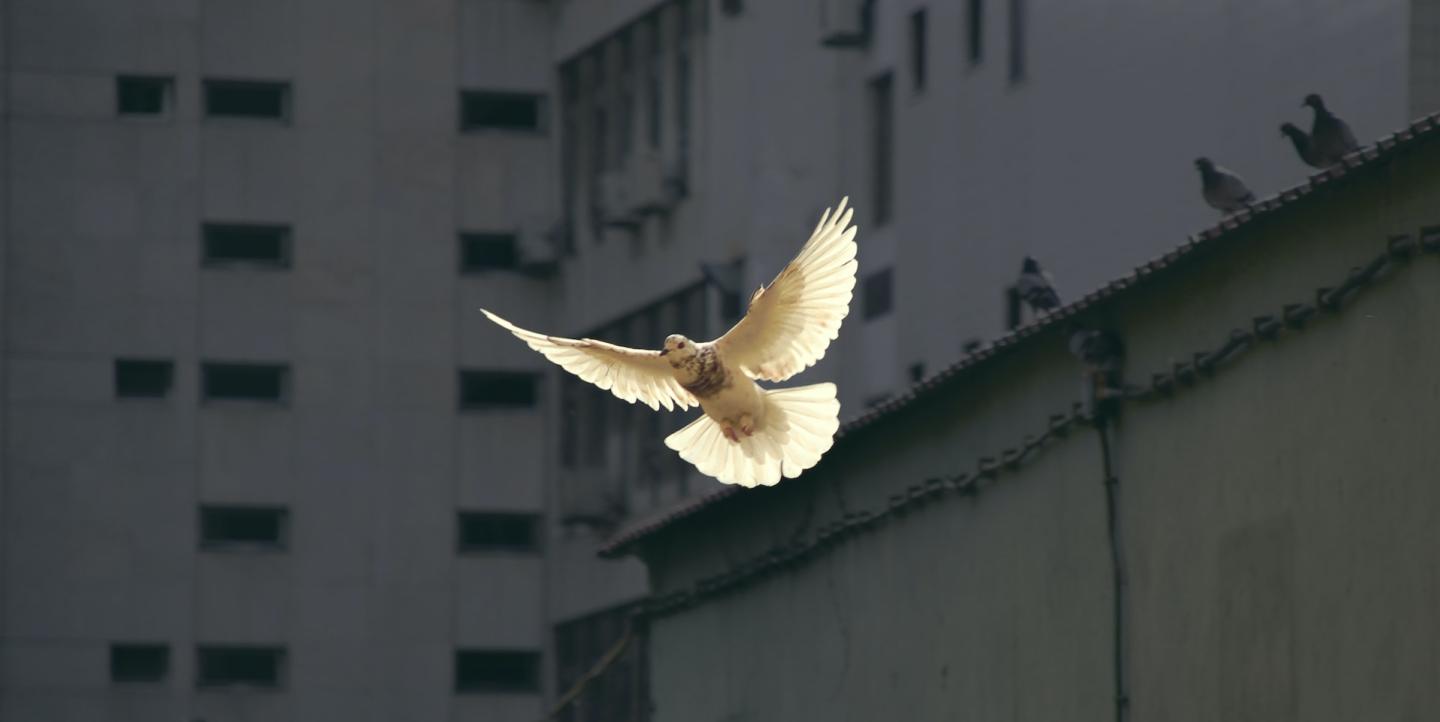 Летящий голубь на фоне домов