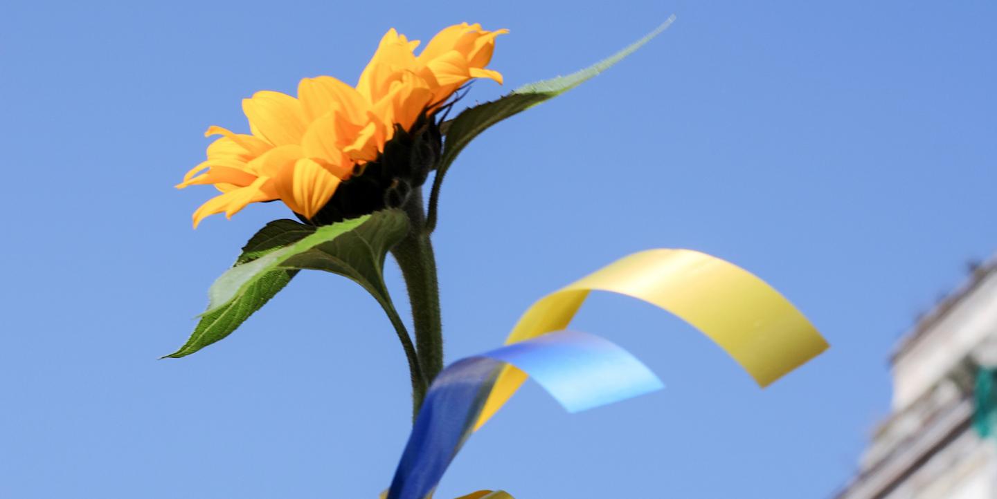 Un tournesol, avec un ruban jaune et bleu