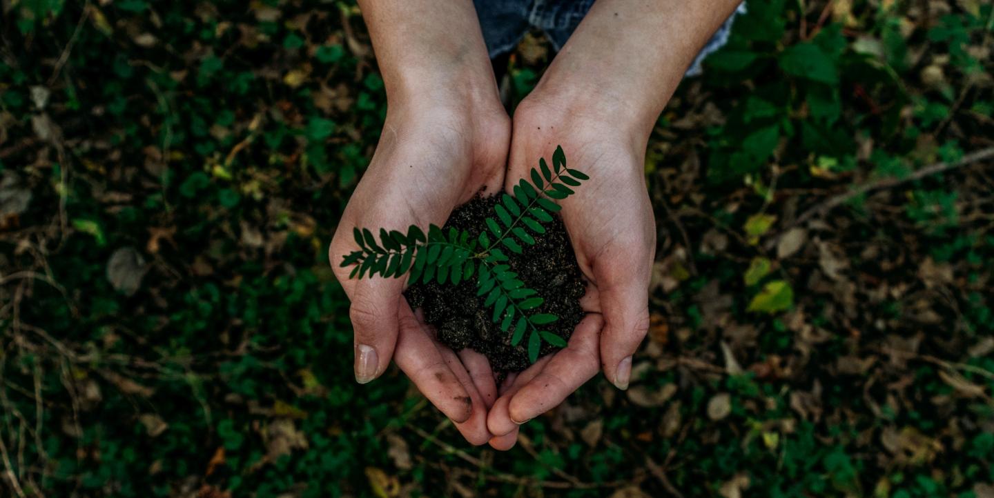 Two hands holding a green plant