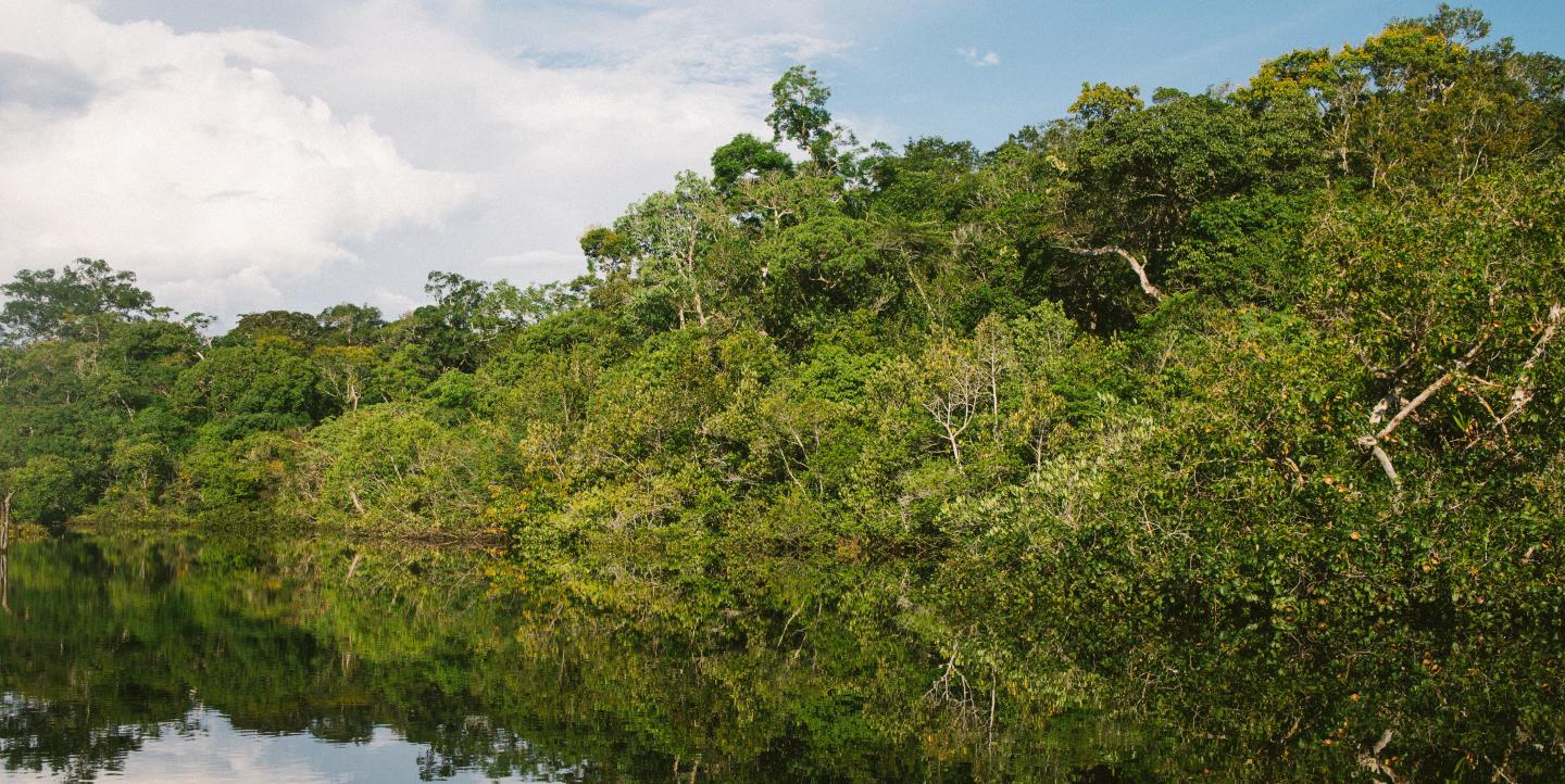 A river in the amazon rainforests with trees growing over the river