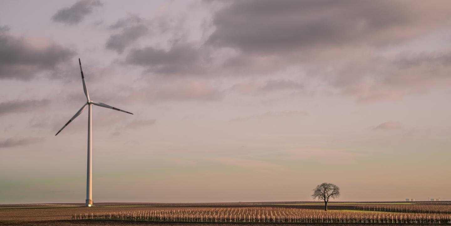 Tree and wind turbine in a field