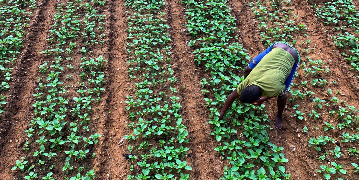 Man on a farm growing green plants