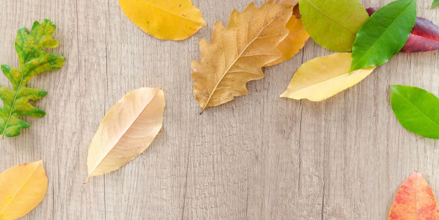 Leaves