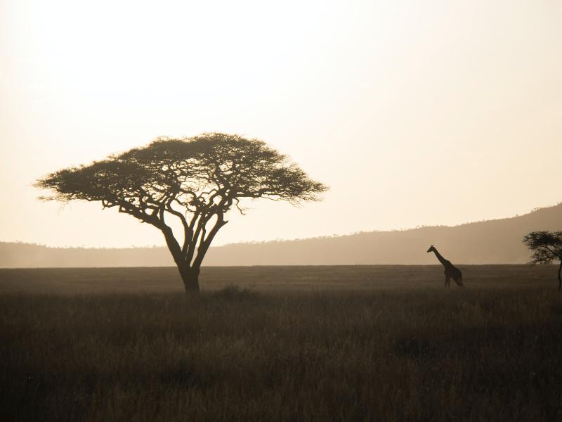 A view of grasslands in Tanzania.