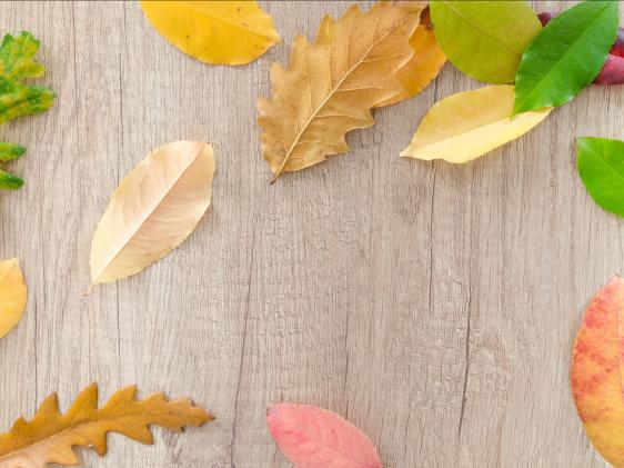 Leaves
