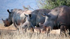 Three rhinos stand in a row