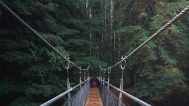 Floresta com uma ponte