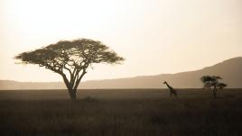 A view of grasslands in Tanzania.
