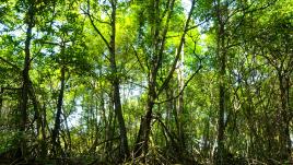 Mangrove forest in Indonesia.