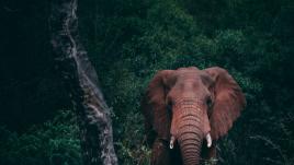 Un elefante junto a un tronco en la selva. 