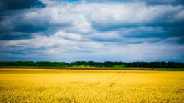 Yellow fields beneath a blue sky