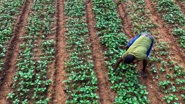 Man on a farm growing green plants