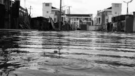 Terre inondée