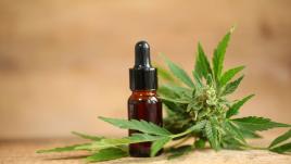 cannabis medicinal