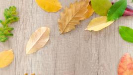 Leaves